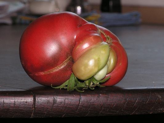 Monster Tomato
